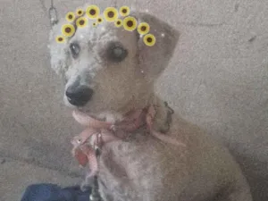 Cachorro raça Poodle mestiça  idade 4 anos nome Minerva