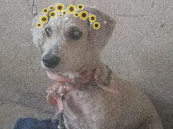 Cachorro ra a Poodle mestiça  idade 4 anos nome Minerva