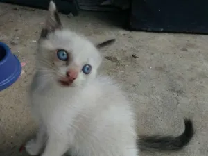 Gato raça mestiço siamês idade 2 a 6 meses nome Bibi