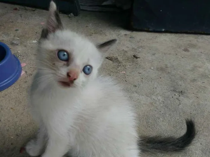 Gato ra a mestiço siamês idade 2 a 6 meses nome Bibi