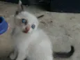 Bibi