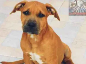 Cachorro raça American Pit Bull Terrier  idade 7 a 11 meses nome Akane