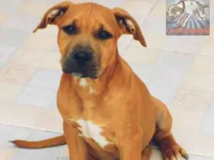 Cachorro raça American Pit Bull Terrier  idade 7 a 11 meses nome Akane