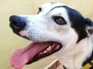 Cachorro raça SRD idade 2 anos nome Ness