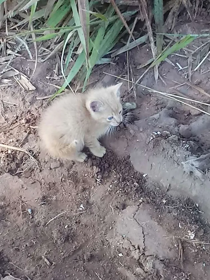 Gato raça Não sei  idade Abaixo de 2 meses nome Sem nome 