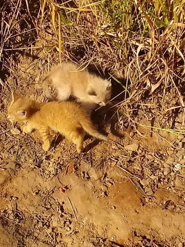 Gato raça Não sei  idade Abaixo de 2 meses nome Sem nome 
