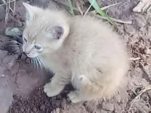 Gato raça Não sei  idade Abaixo de 2 meses nome Sem nome 