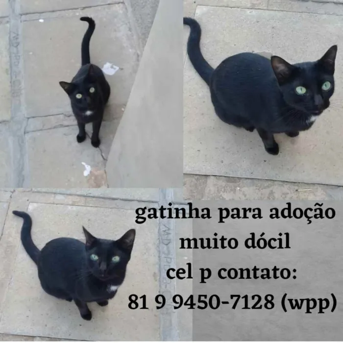 Gato ra a SDR idade 7 a 11 meses nome Não sei 