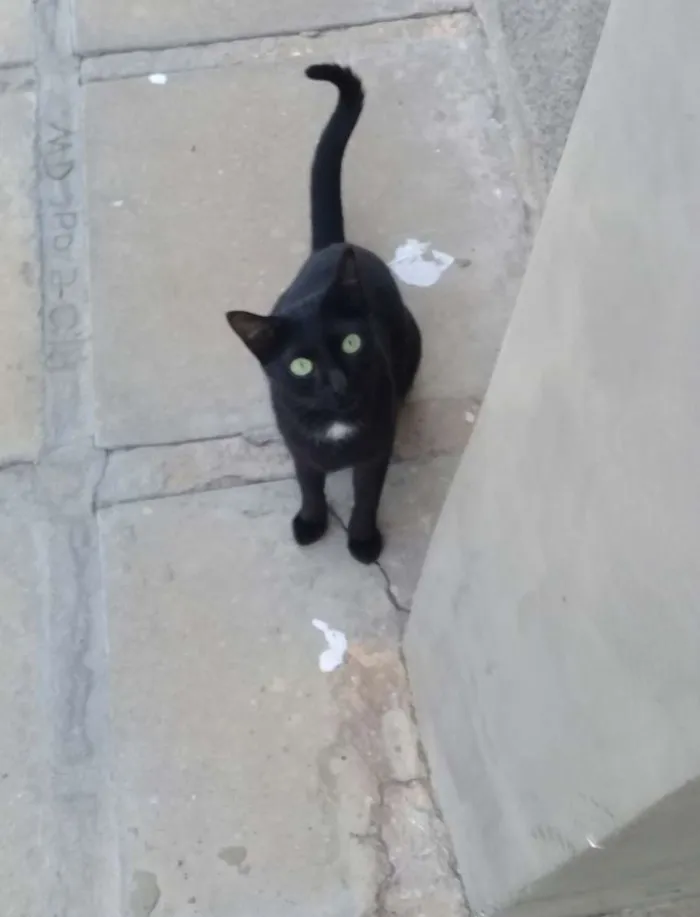 Gato ra a SDR idade 7 a 11 meses nome Não sei 