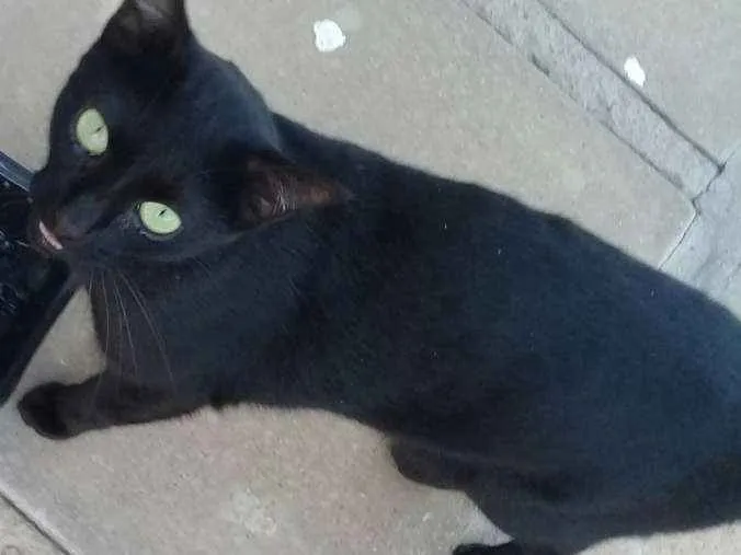 Gato ra a SDR idade 7 a 11 meses nome Não sei 