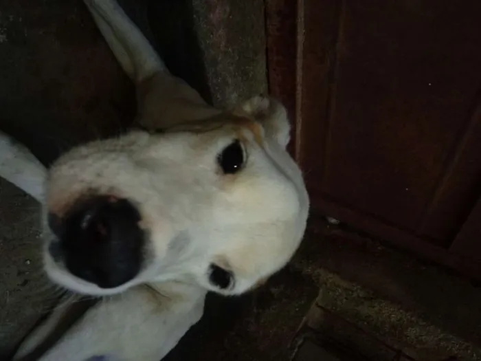 Cachorro raça Pitbull com rotwiler idade 3 anos nome Thor