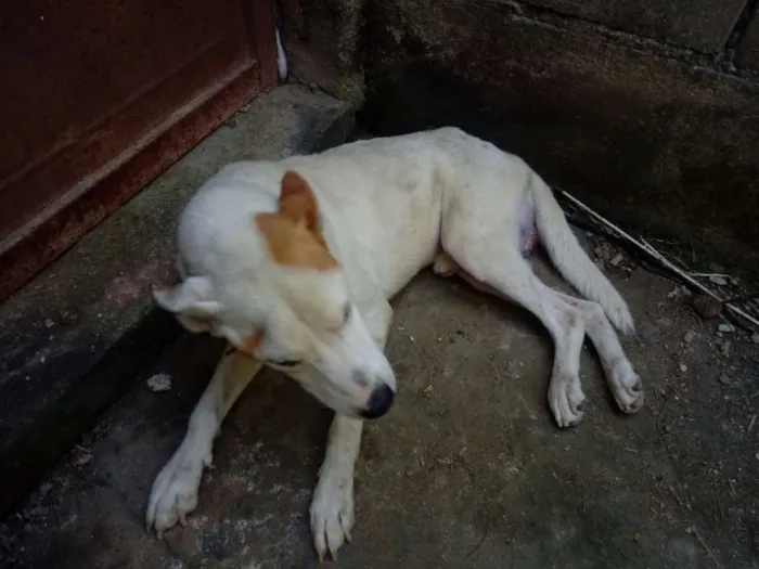 Cachorro raça Pitbull com rotwiler idade 3 anos nome Thor