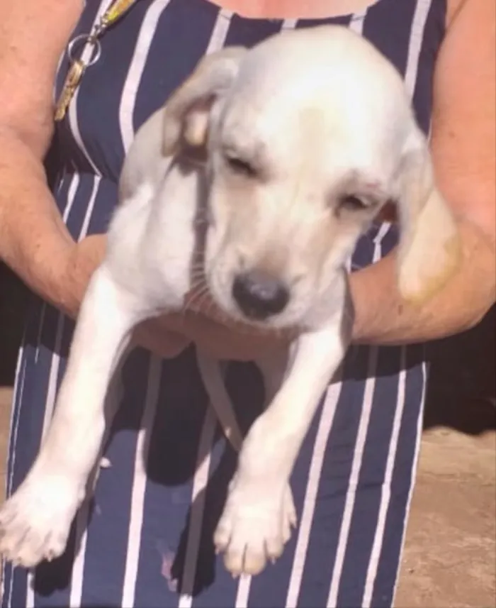 Cachorro ra a SRD idade 2 a 6 meses nome Duque 