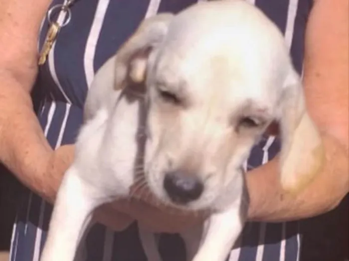 Cachorro ra a SRD idade 2 a 6 meses nome Duque 