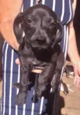 Chico 