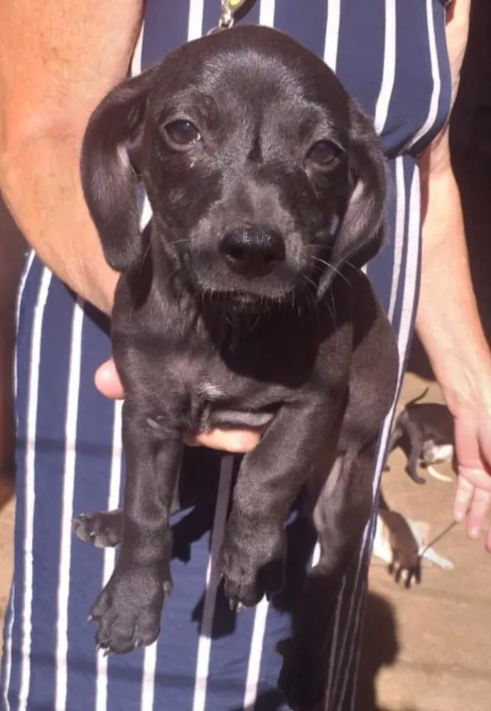 Cachorro ra a SRD idade 2 a 6 meses nome Chico 