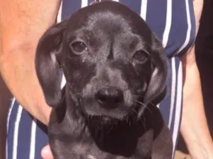 Cachorro raça SRD idade 2 a 6 meses nome Chico 