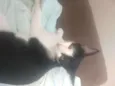 Gatos