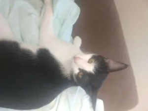 Gato raça Felinos idade 2 a 6 meses nome Gatos