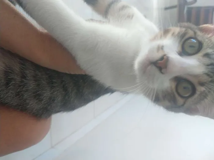 Gato raça Felinos idade 2 a 6 meses nome Gatos