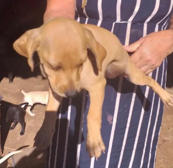 Cachorro ra a SRD idade 2 a 6 meses nome Bebel 