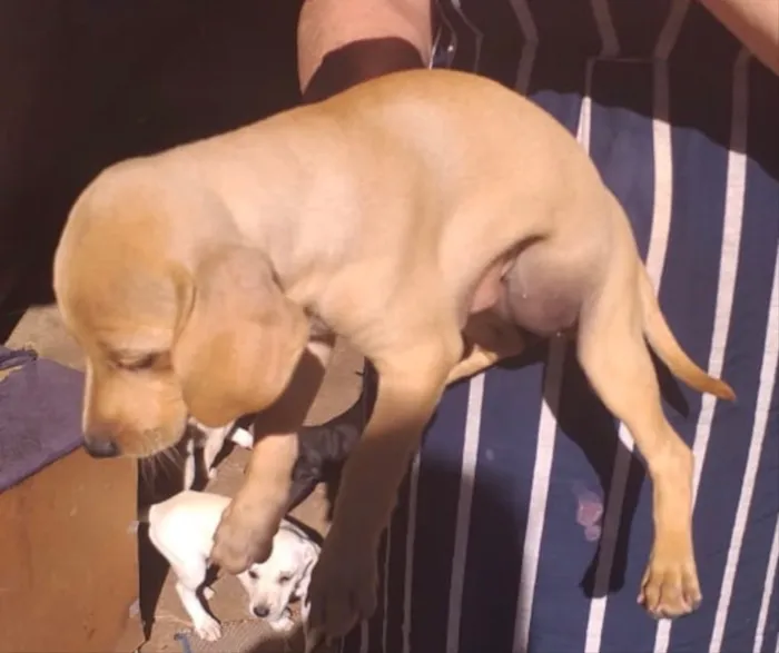Cachorro ra a SRD idade 2 a 6 meses nome Bebel 