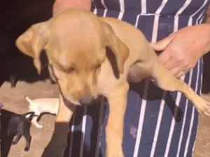 Cachorro raça SRD idade 2 a 6 meses nome Bebel 