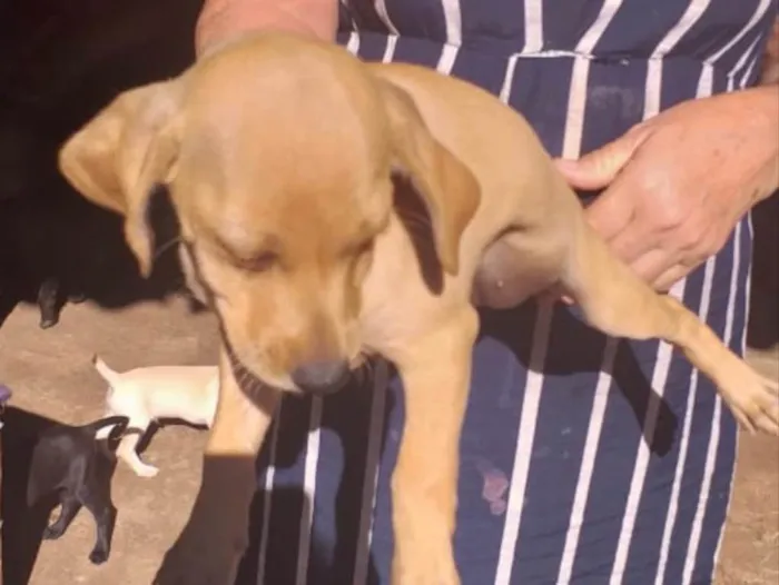 Cachorro ra a SRD idade 2 a 6 meses nome Bebel 