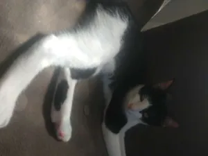 Gato raça Felinos  idade 2 a 6 meses nome Bisteca