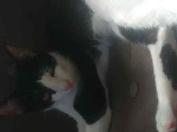 Gato raça Felinos  idade 2 a 6 meses nome Bisteca