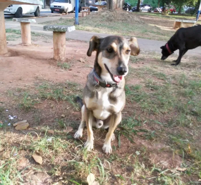Cachorro ra a SRD idade 2 anos nome Luigi