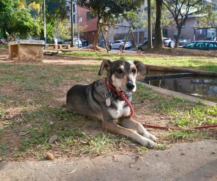 Cachorro ra a SRD idade 2 anos nome Luigi