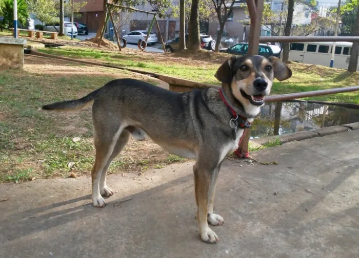Cachorro ra a SRD idade 2 anos nome Luigi