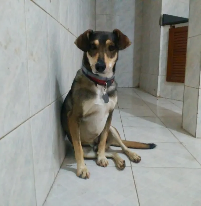 Cachorro ra a SRD idade 2 anos nome Luigi