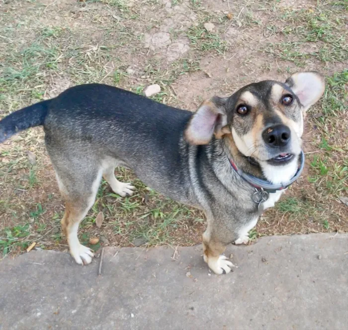 Cachorro ra a SRD idade 2 anos nome Luigi