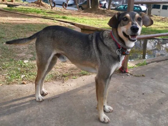 Cachorro ra a SRD idade 2 anos nome Luigi