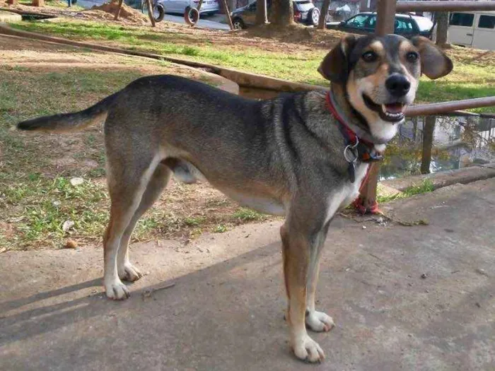 Cachorro ra a SRD idade 2 anos nome Luigi