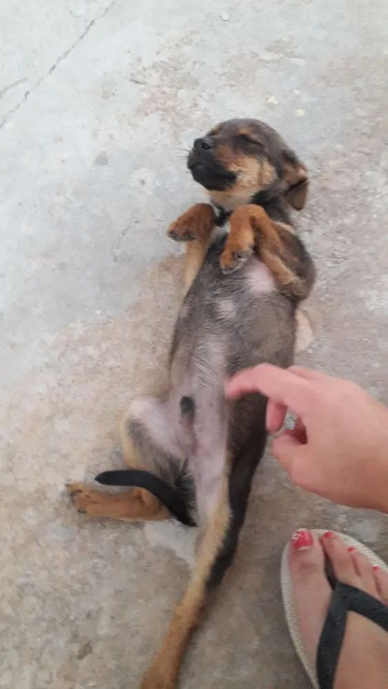 Cachorro ra a Vira lata idade 1 ano nome Marmaduque 