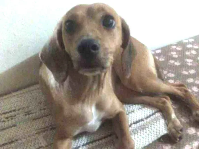 Cachorro ra a SRD idade 1 ano nome Belinha