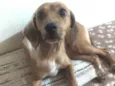 Belinha