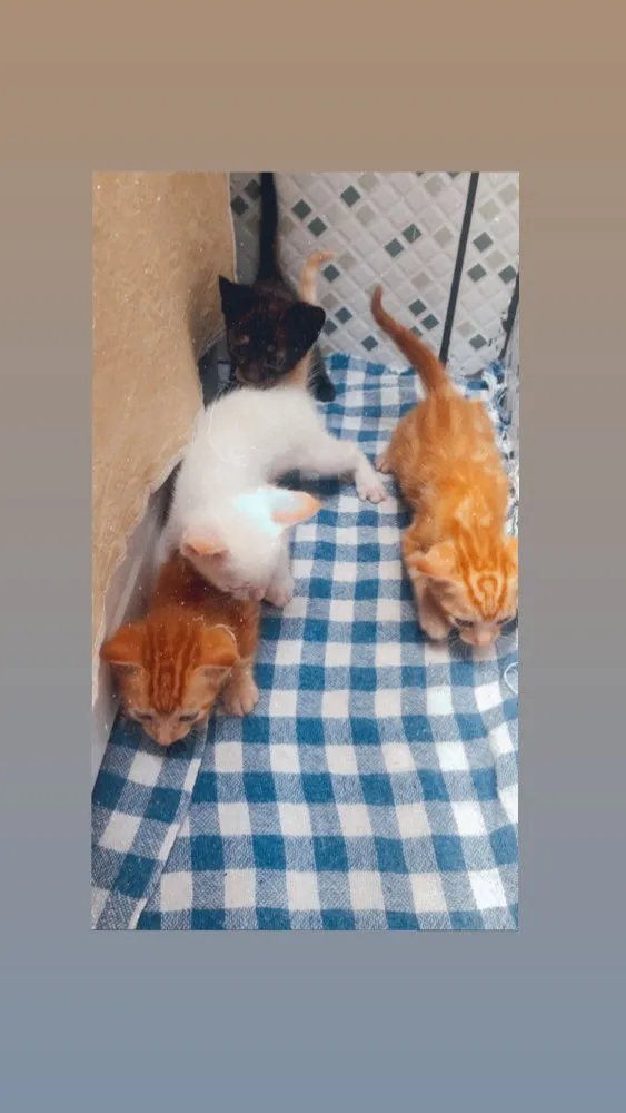 Gato ra a Felino  idade 2 a 6 meses nome Ainda não tem nome 