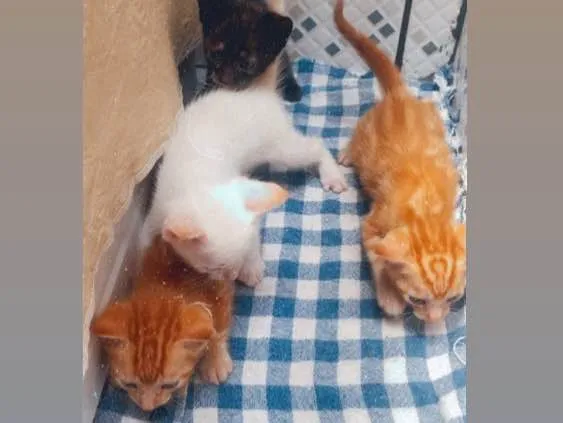 Gato ra a Felino  idade 2 a 6 meses nome Ainda não tem nome 