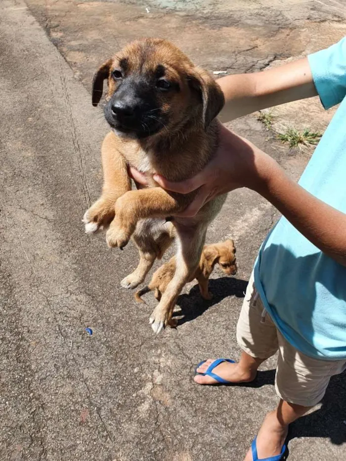 Cachorro ra a Misturados Vira-lata com labra idade Abaixo de 2 meses nome Sem nome