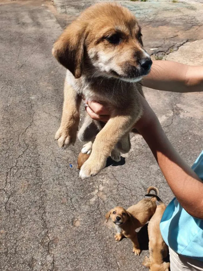 Cachorro ra a Misturados Vira-lata com labra idade Abaixo de 2 meses nome Sem nome