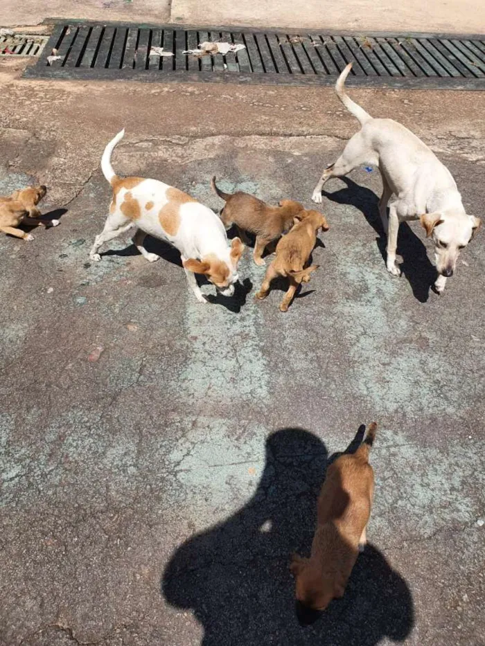 Cachorro ra a Misturados Vira-lata com labra idade Abaixo de 2 meses nome Sem nome