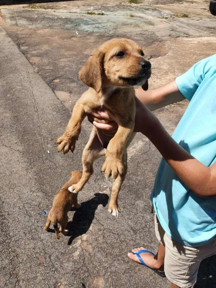 Cachorro ra a Misturados Vira-lata com labra idade Abaixo de 2 meses nome Sem nome