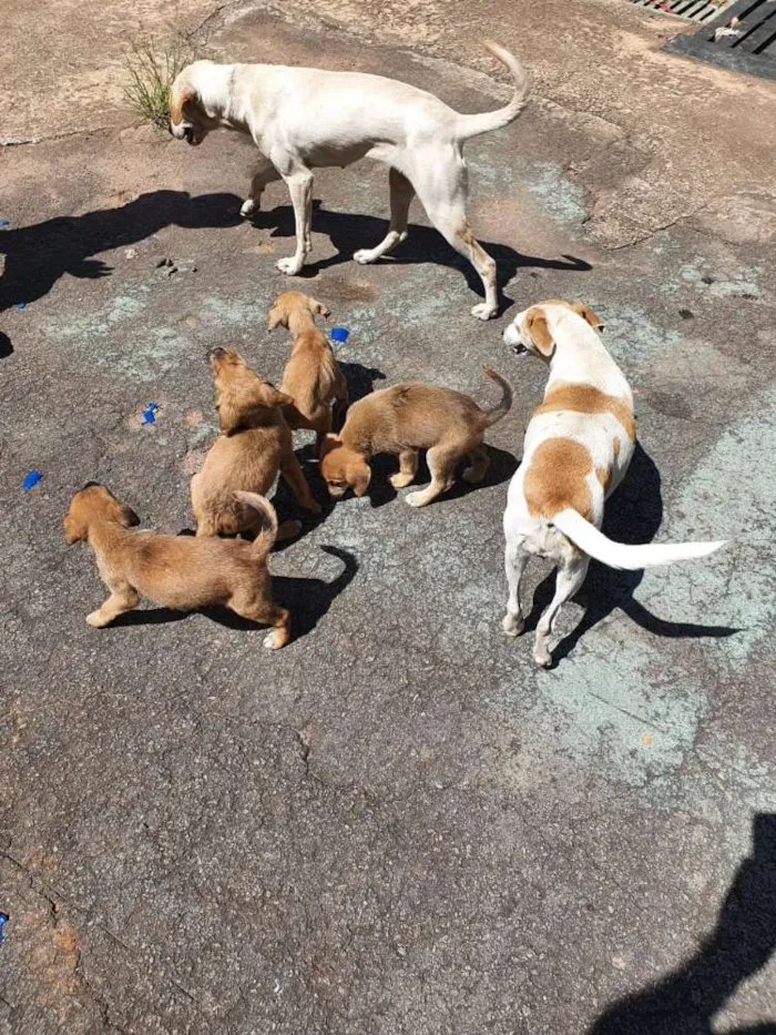 Cachorro ra a Misturados Vira-lata com labra idade Abaixo de 2 meses nome Sem nome