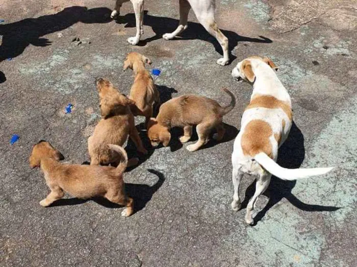 Cachorro ra a Misturados Vira-lata com labra idade Abaixo de 2 meses nome Sem nome