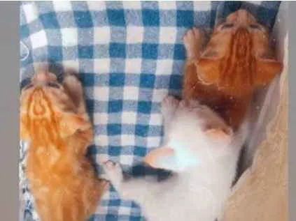Gato ra a Felino  idade 2 a 6 meses nome Ainda não tem nome 