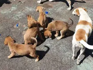 Cachorro raça Misturados Vira-lata com labra idade Abaixo de 2 meses nome Sem nome